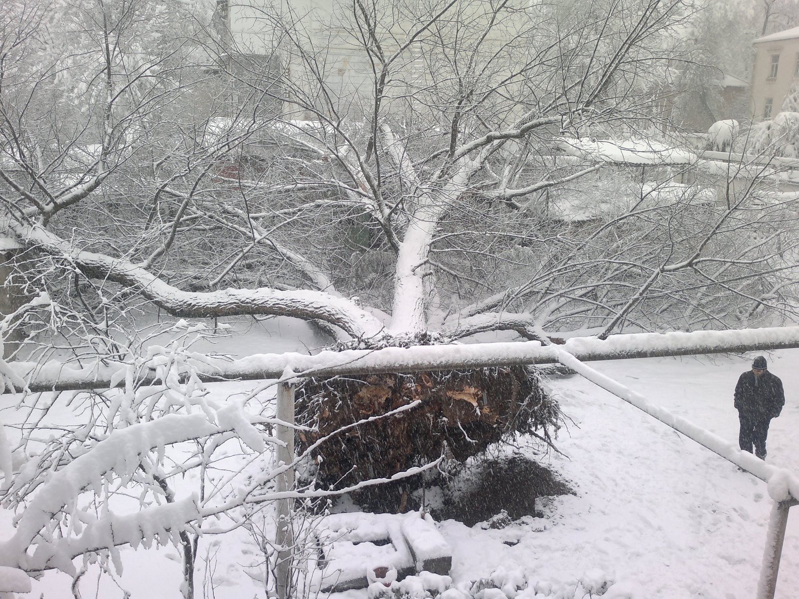 Ночью на мокрые деревья упал снег сравнение. Маленькое деревце под тяжестью снега. Фото обваливающиеся дерево. Тяжести снегопада. Дерево нагнулось под тяжестью снега.