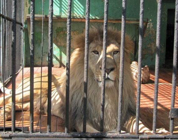 zoo04