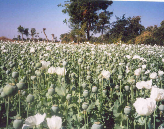 Malwapoppy