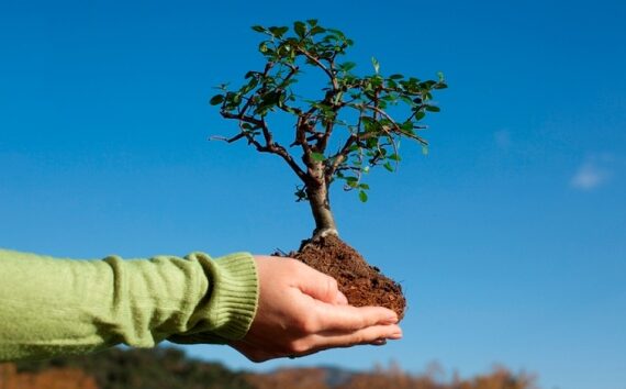 акция 1 смс-1 дерево