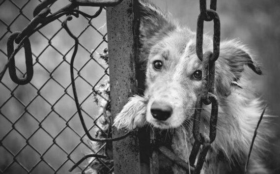 Sad dog black and white