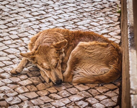 dog-3301348_1280