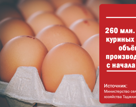 яйца