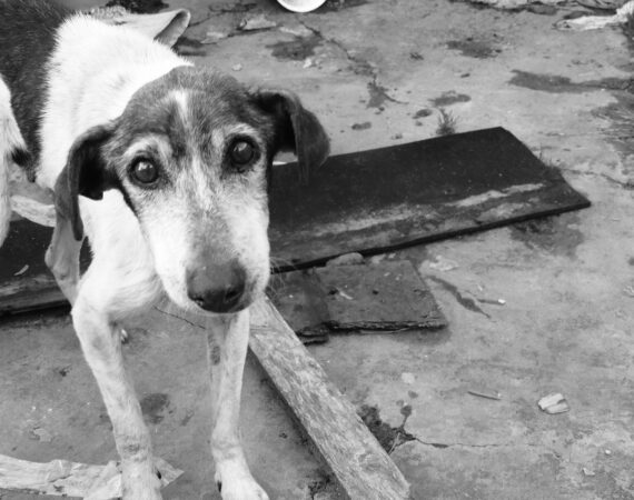 dog-1533715_1280