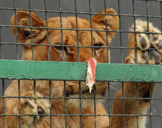 a-lion-in-a-cage-4234507_1280