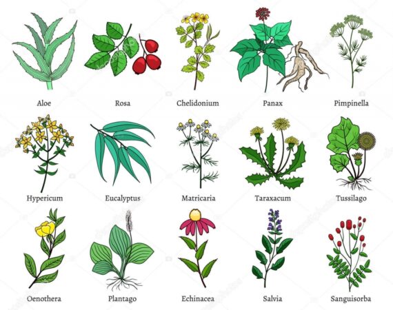 depositphotos_134113748-stock-illustration-hand-drawn-medical-herbs-and