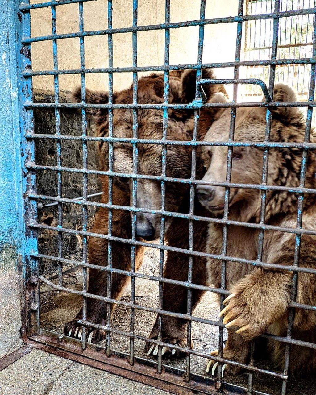 Душанбинский зоопарк. Зоопарк Таджикистан Душанбе. Зоопарк Душанбе 2022.