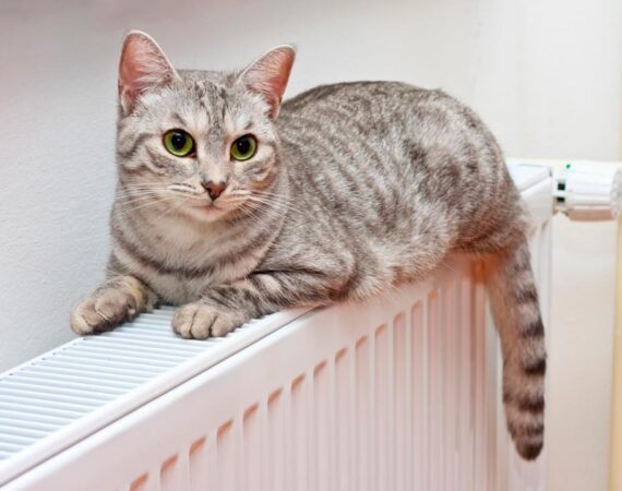 котик-на-батарее