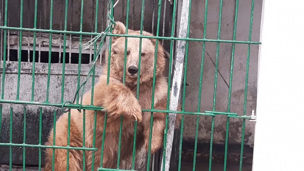 медведи в душанбинском зоопарке