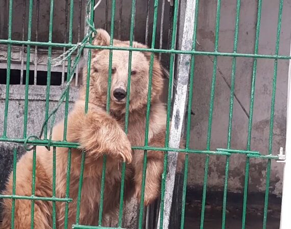 медведи в душанбинском зоопарке