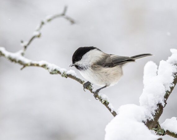 мороз птичка