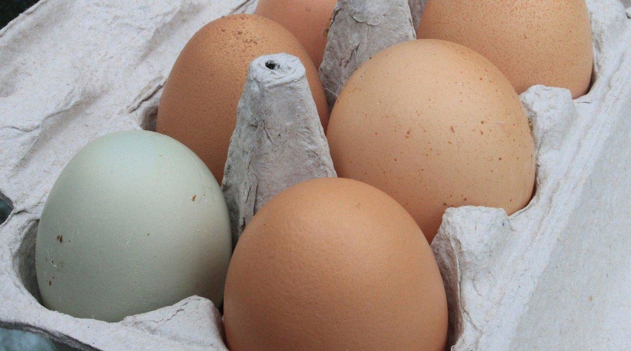 Обтянутые яйца