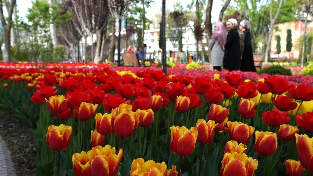 Парк-Куруши-Кабир-весна-2020