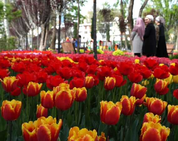 Парк-Куруши-Кабир-весна-2020