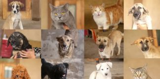 животные в приюте Душанбе