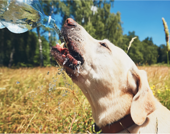 Thirsty dog in summer day 500px 2018-07-30 13-45-23-1200x800