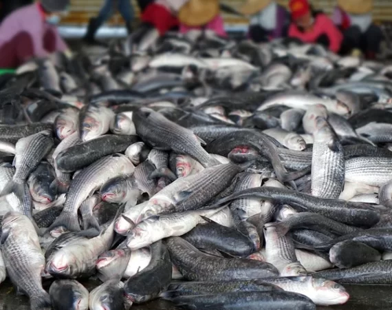 depositphotos_61478055-stock-photo-large-catch-of-grey-mullet