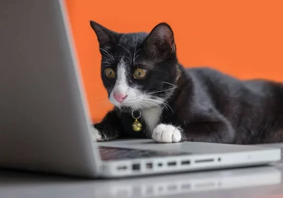 depositphotos_170035942-stock-photo-black-cat-working-at-the