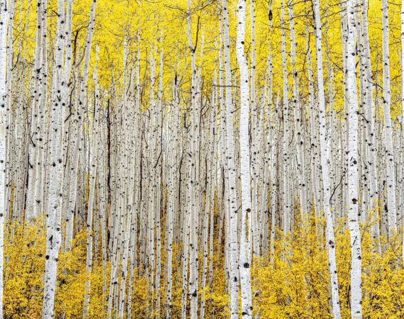 SILVER-RobertRoss_Aspenttrees