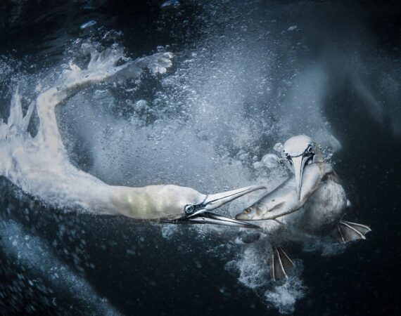 GOLD-TraceyLund_UnderwaterGannets-scaled