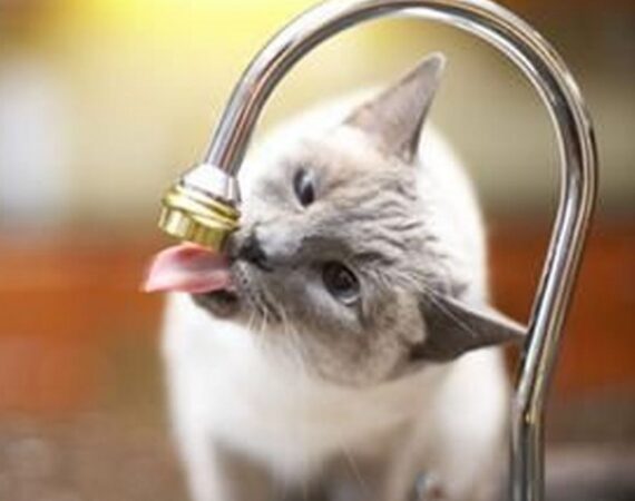drink_700x500_0d8
