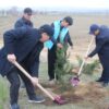В Шахристанском районе высадили 500 саженцев сосны